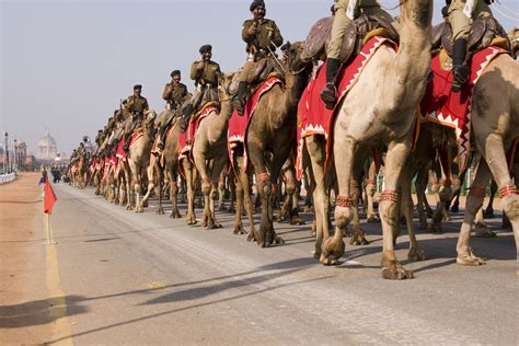 camels in the us cavalry